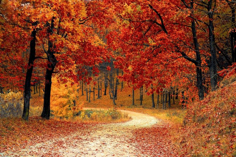 Fall Dental Cleaning Fall Dental Cleaning
